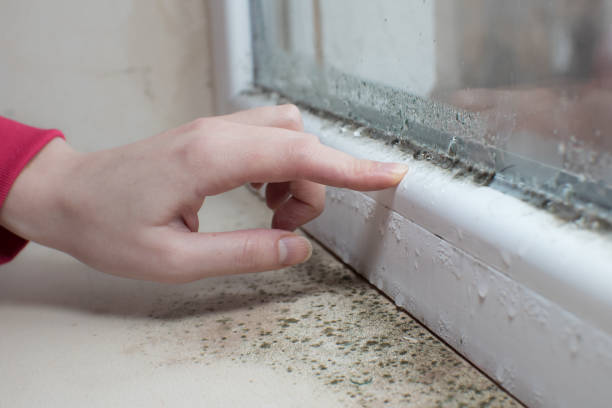 Best Real Estate Mold Inspection  in Leona Valley, CA